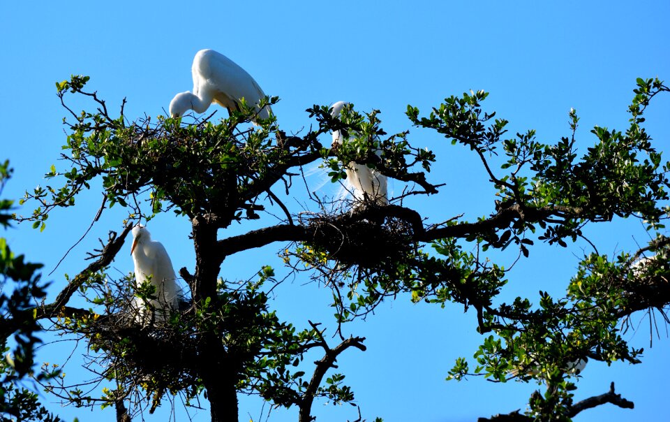 Branch outdoors white herons photo