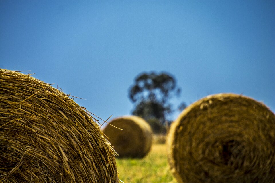 Outdoors crops field