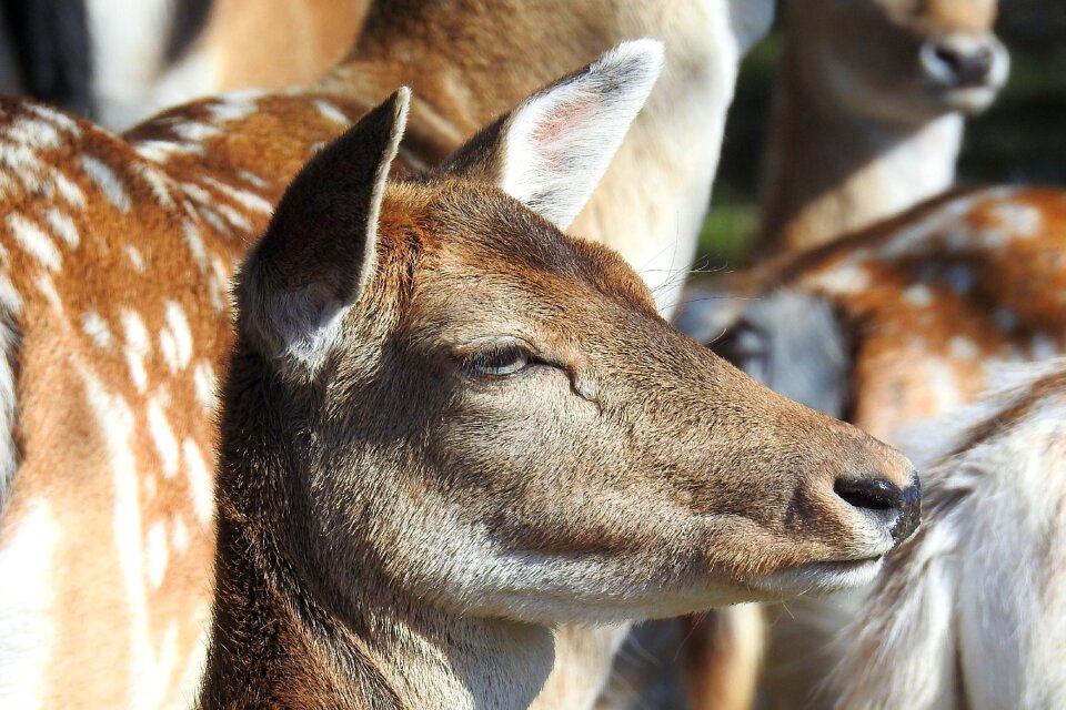 Animal nature animal world