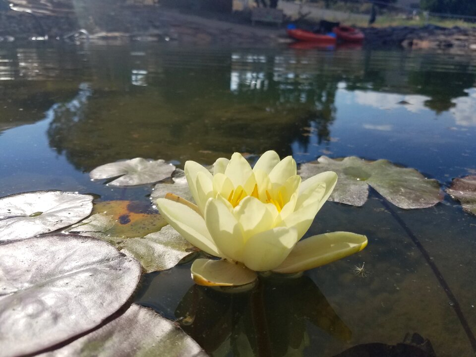 Nature reflection lilly