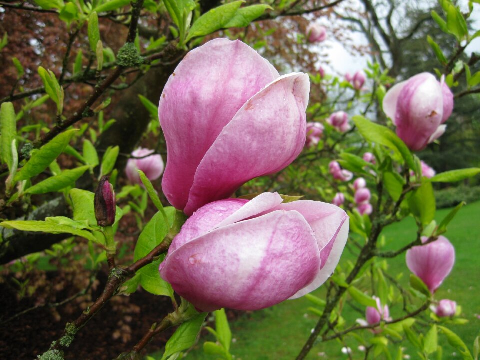 Nature leaf pink