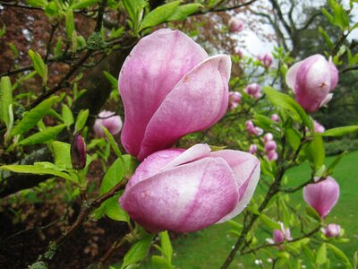 Nature leaf pink
