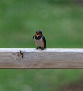 Animal nature swallow