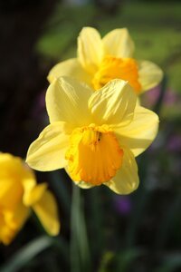Daffodil flowering undergrowth photo