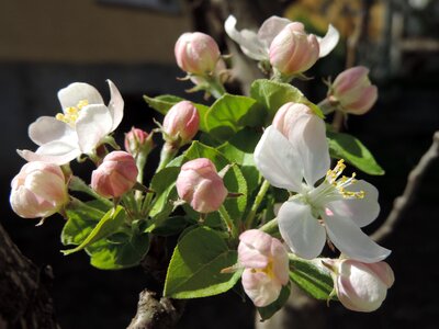 Nature blooming leaf