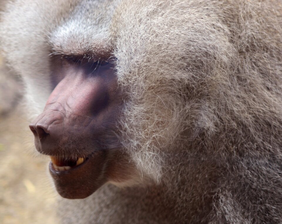 Mammal wildlife animal