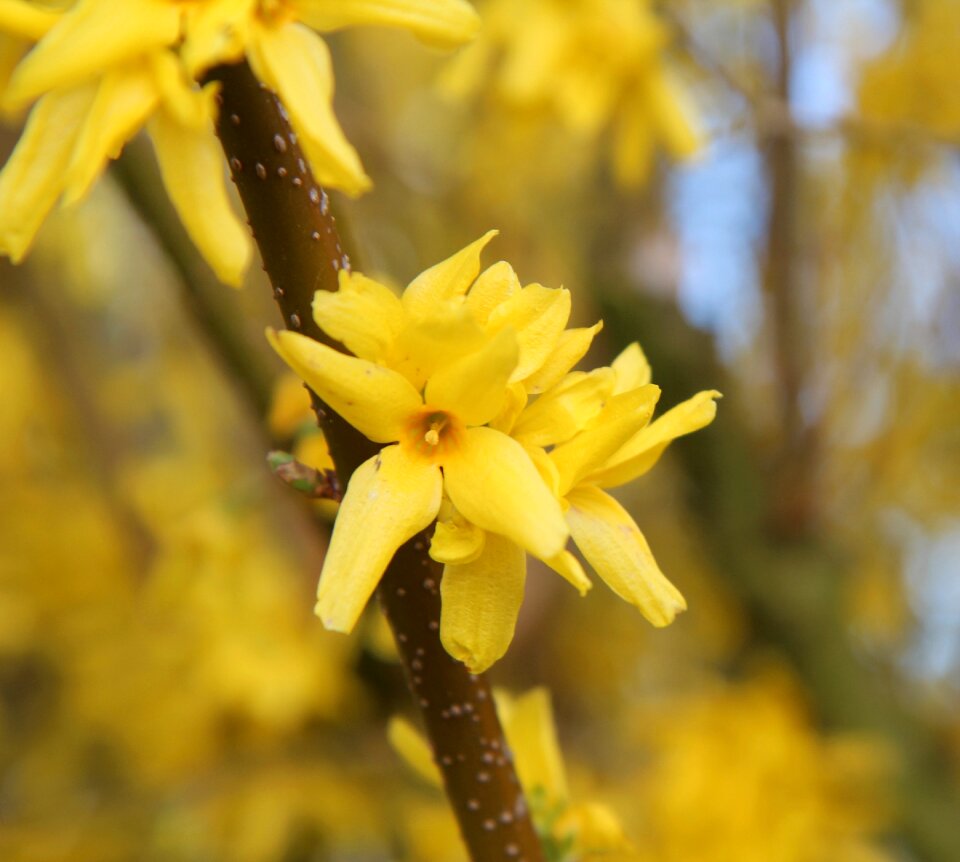 Yellow flower spring flowering