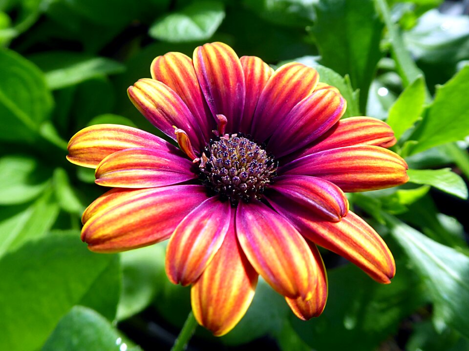 Orange violet nature