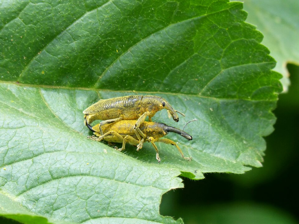 Insects mating insect breeding lixus angustatus