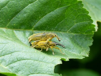 Insects mating insect breeding lixus angustatus photo
