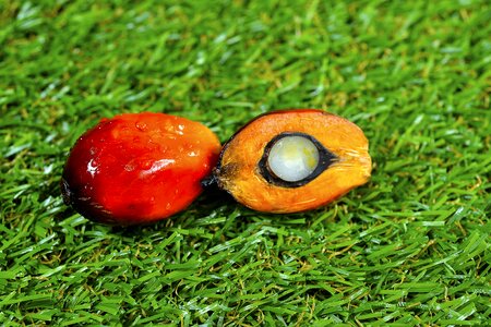 Palm oil fruit photo