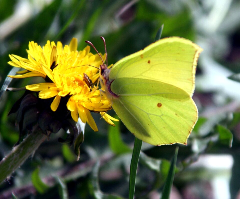 Nature flower plant