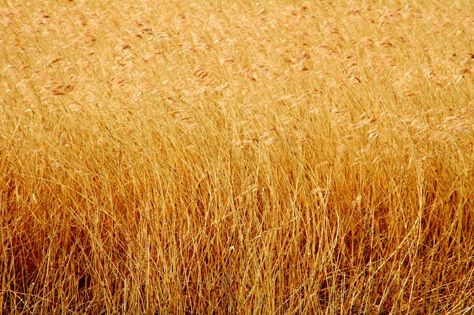 Corn wheat field of wheat