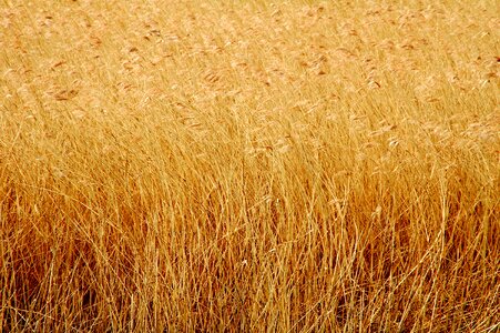 Corn wheat field of wheat photo
