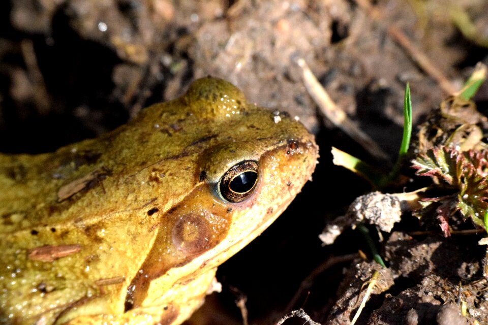 Frog animal world amphibian