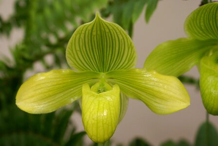Flower garden orchid