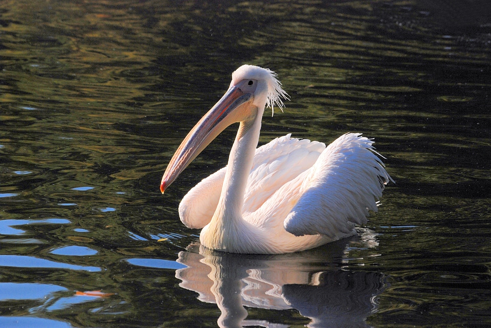Rosy pelican water bird bird