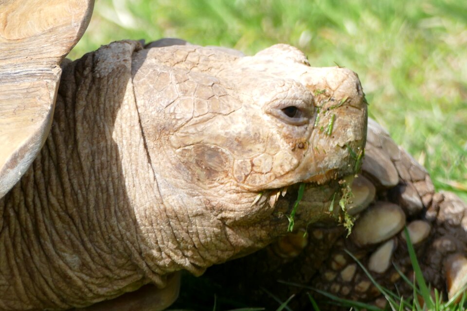 Nature animal wildlife