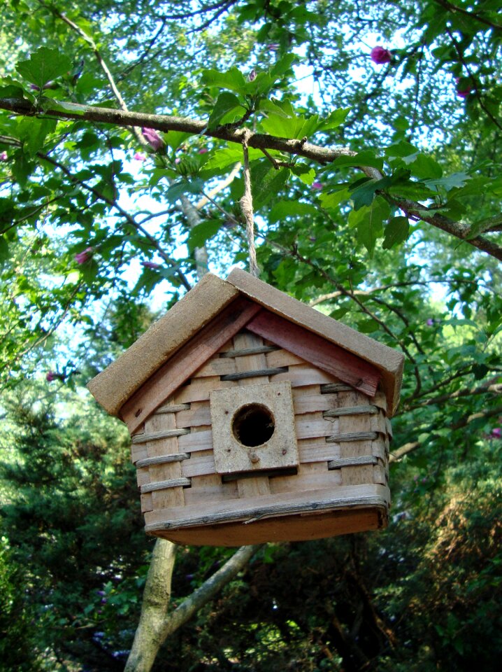 Wooden nest nature