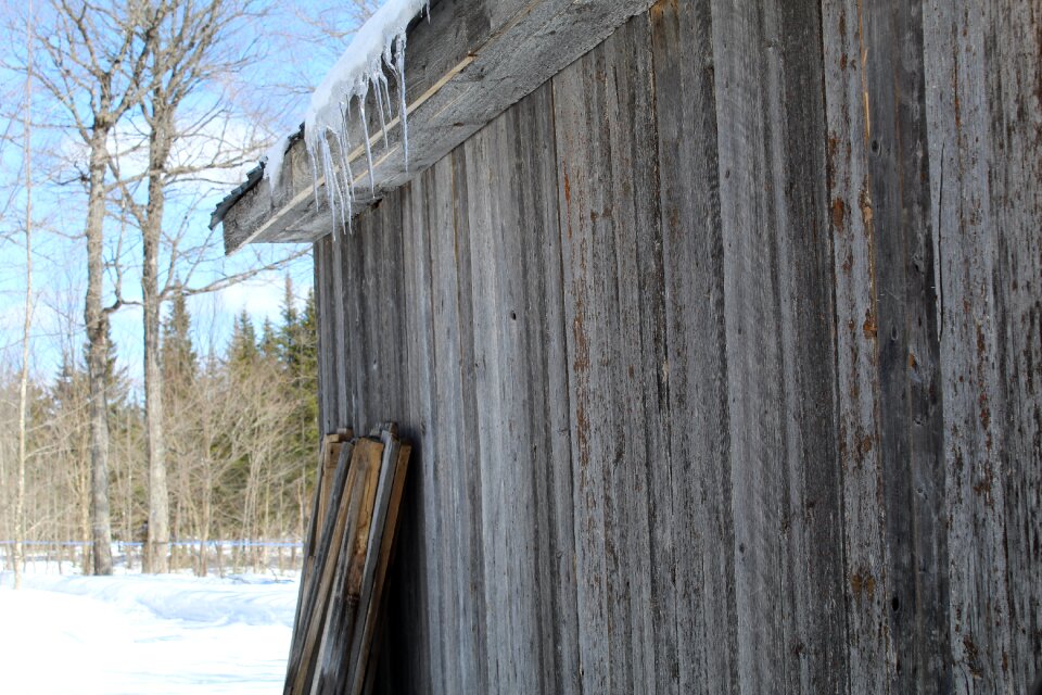 Fort maple syrup nature photo