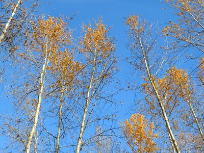 Wood nature sky photo