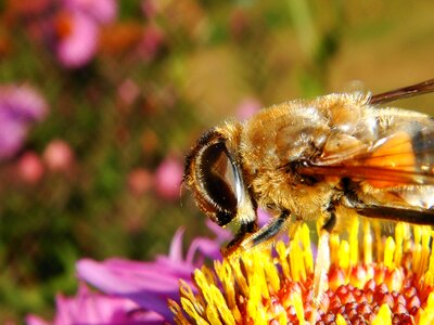 Pollination pollen animals