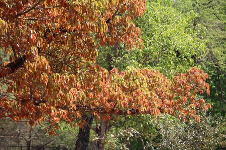 Season fall flora