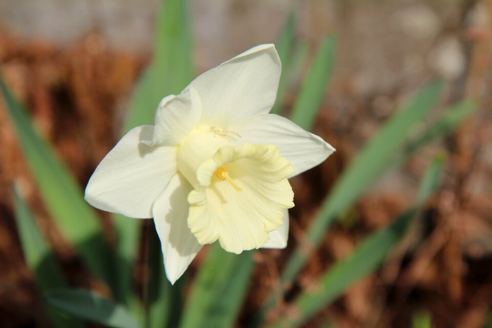 Narcissus white white flower spring