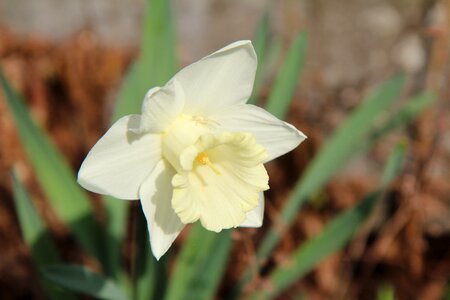 Narcissus white white flower spring photo