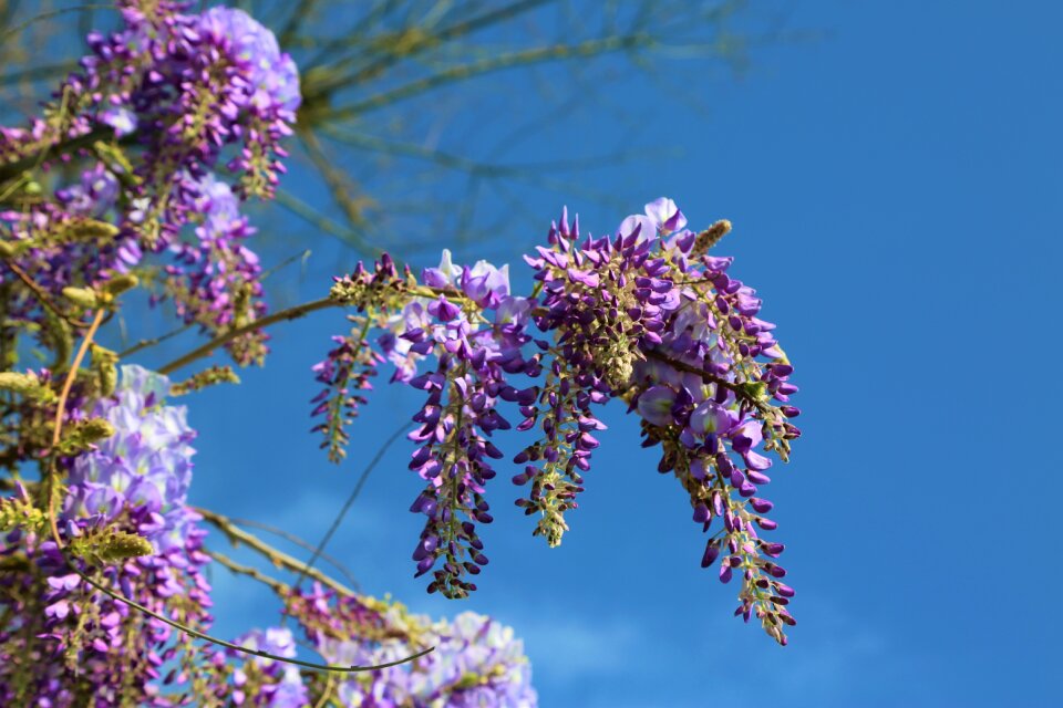 Plant blooming tree photo