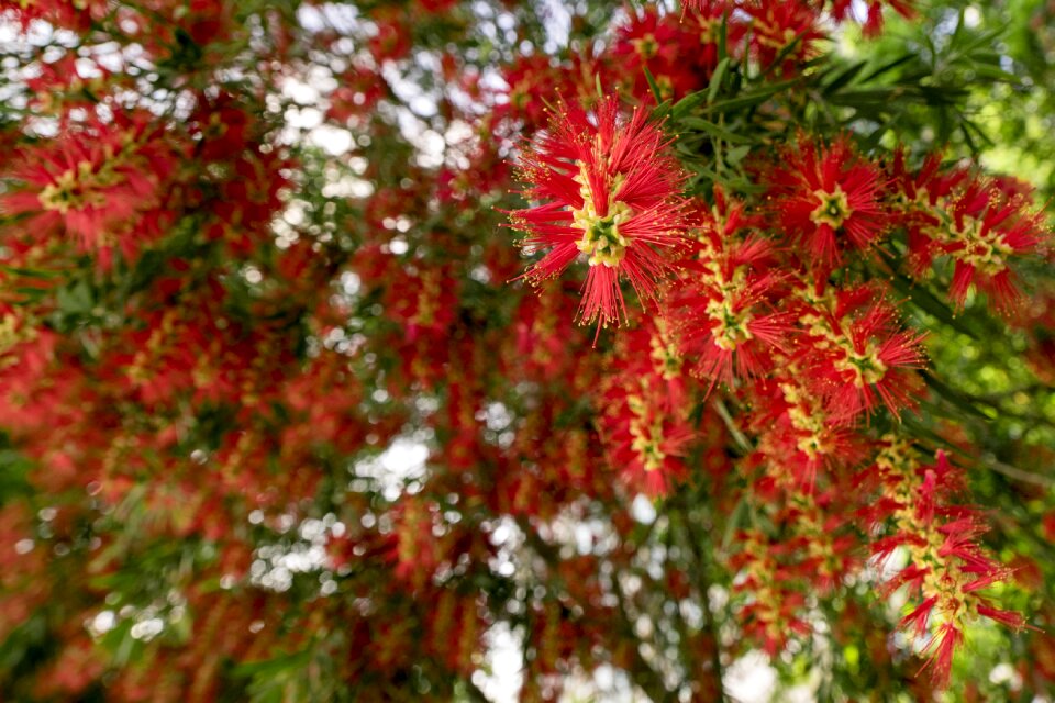 Plant leaf branch