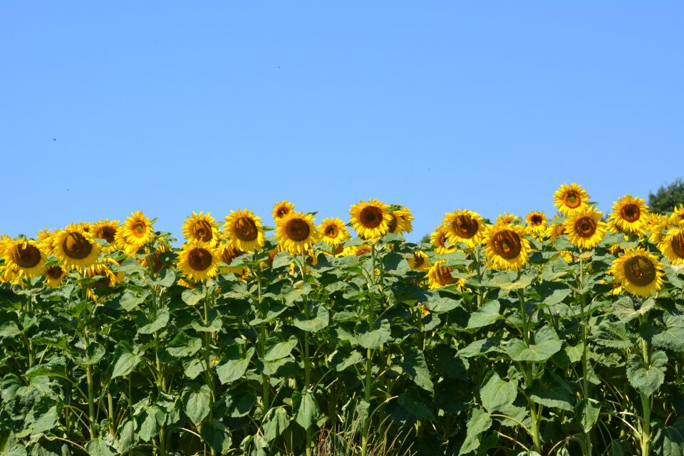 Flower nature summer