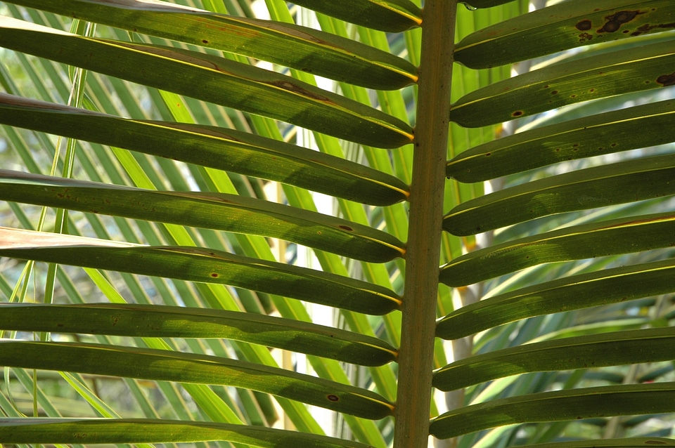 Leaves trees green