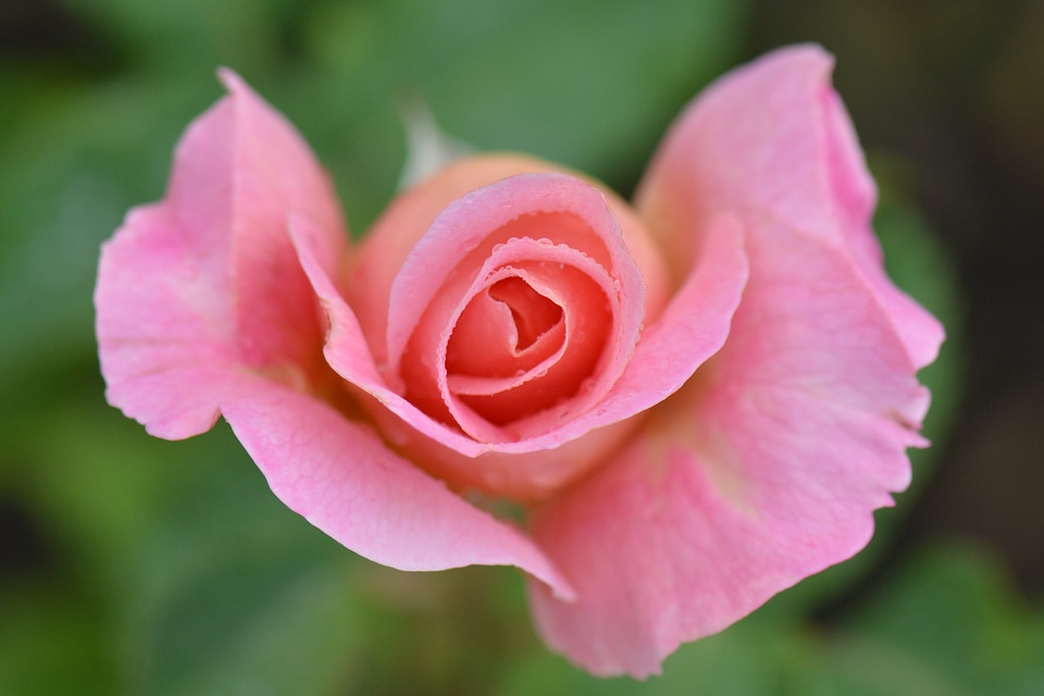 Flower nature macro