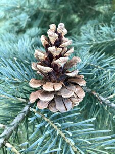 Conifer needles green