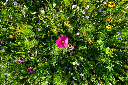 Plant nature garden