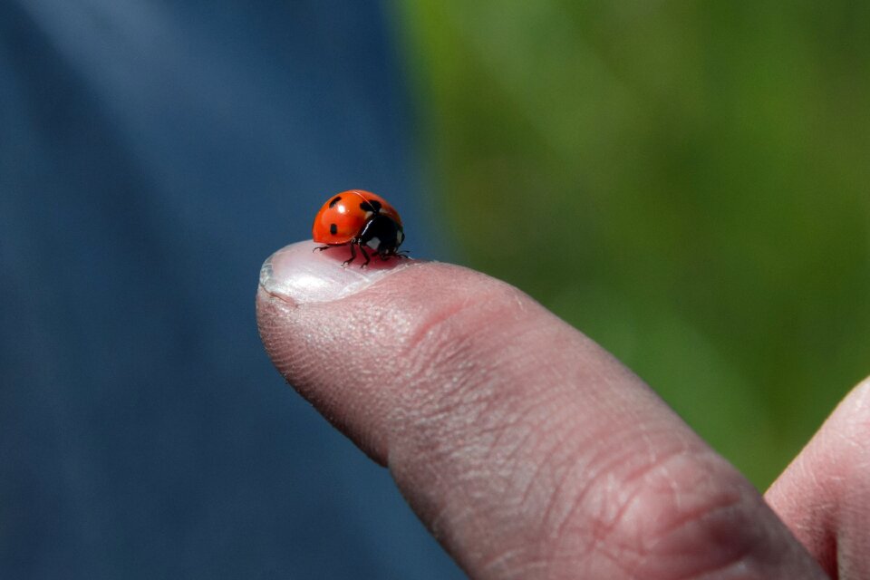 Ladybug biology summer