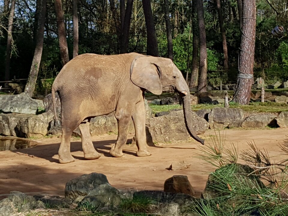 Fauna mammal elephant