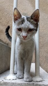 Mammal cute