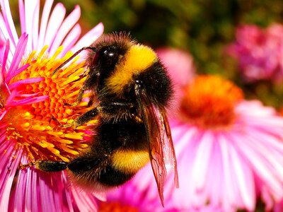 Summer apiformes animals