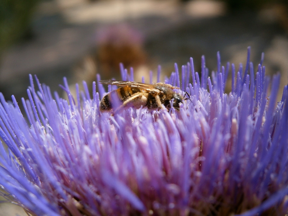 Summer thistle nature
