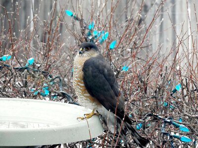 Snow nature bird photo