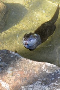 Waters animal world animal