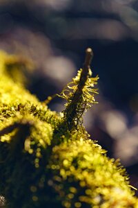 Abstract backlighting green