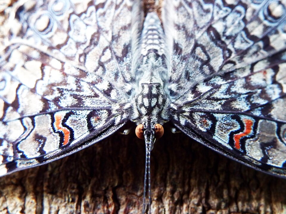 Default wing insect