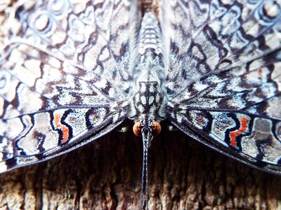 Default wing insect