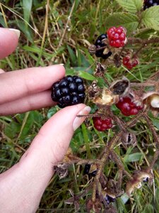 Berry freshness approach