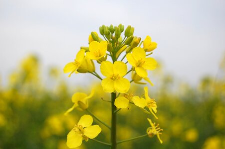 Field summer oilseed rape