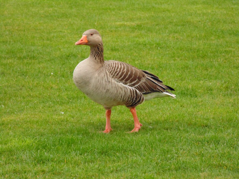 Bird animal