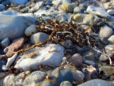Stone coast beach